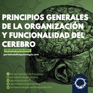Principios generales de la organización y funcionalidad del cerebro.